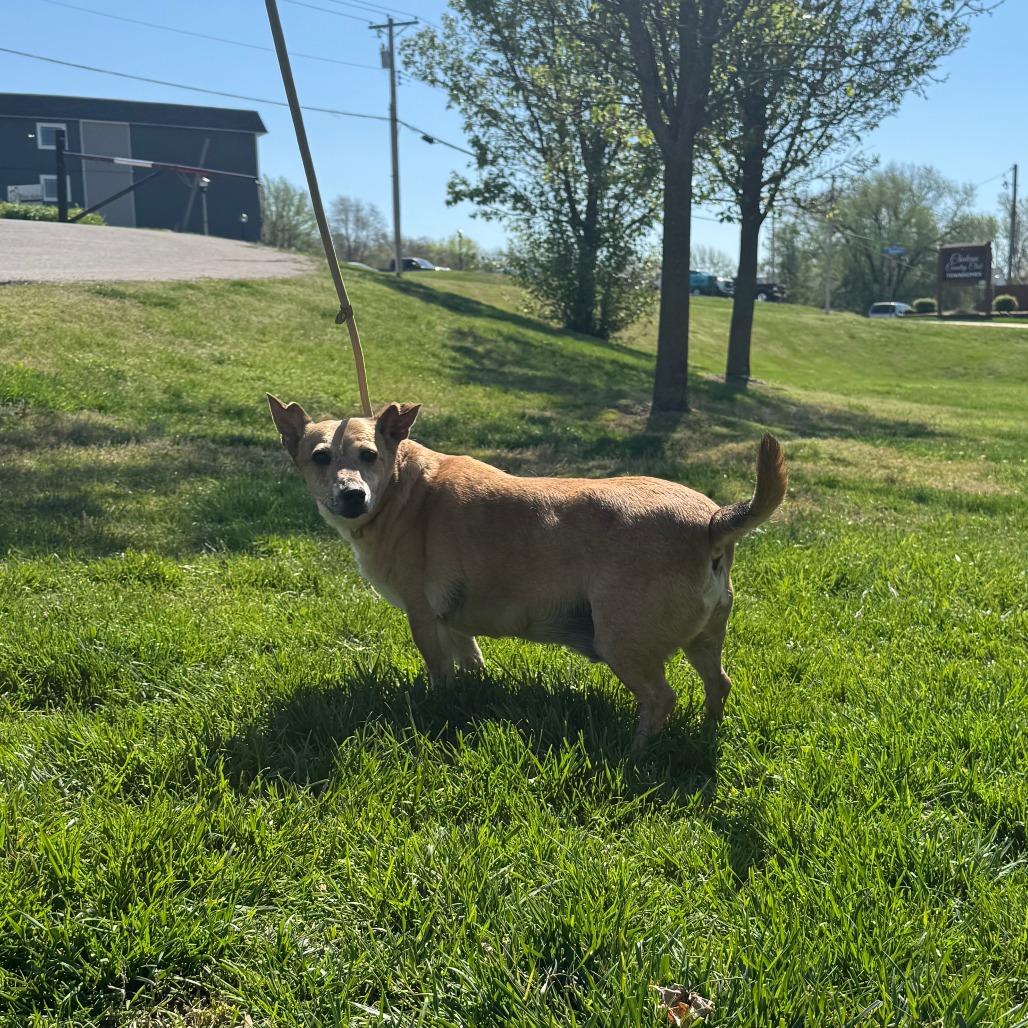 Enlarge Rudy, a Adoptable Mixed Breed in Saint Charles, MO image 2/5