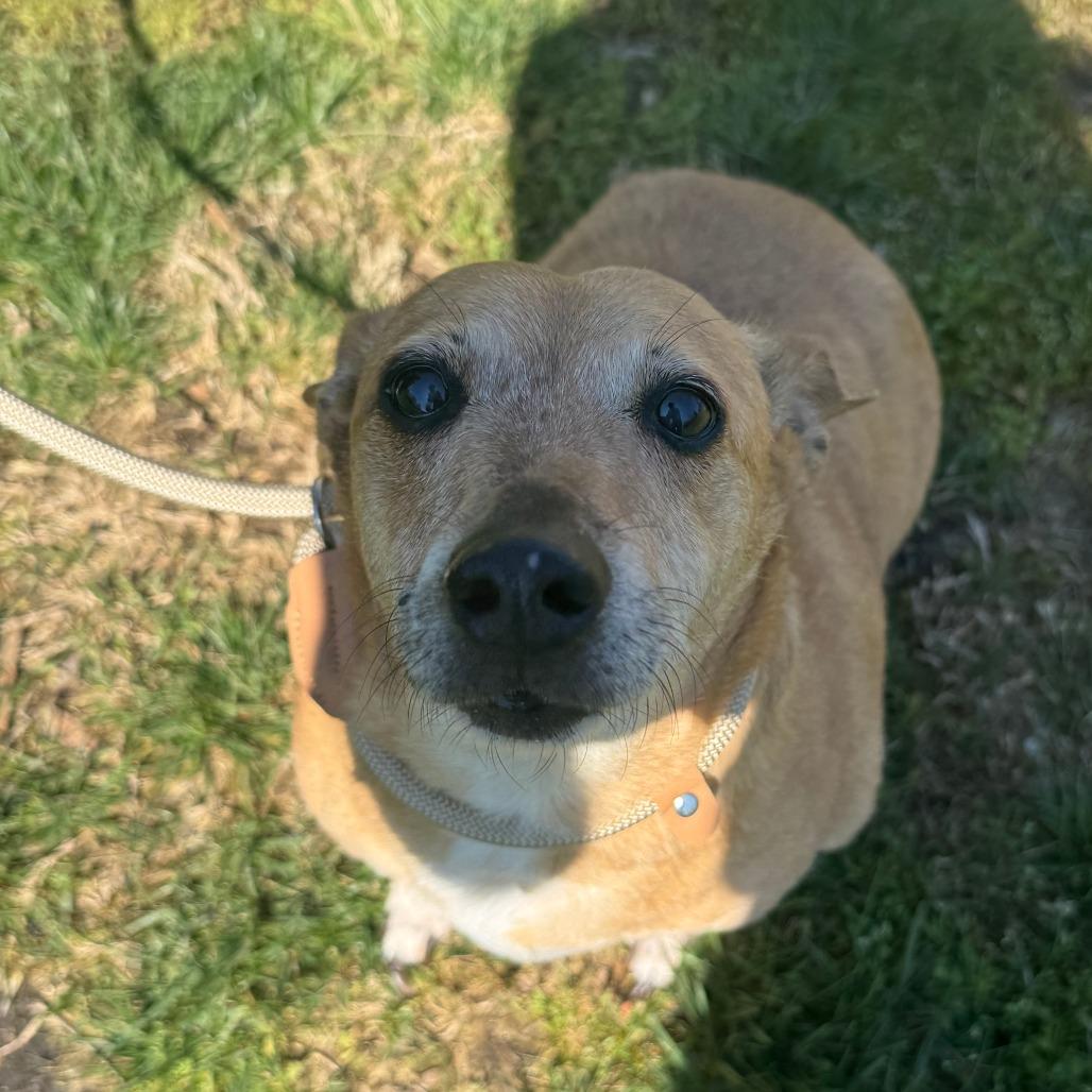 Enlarge Rudy, a Adoptable Mixed Breed in Saint Charles, MO image 3/5