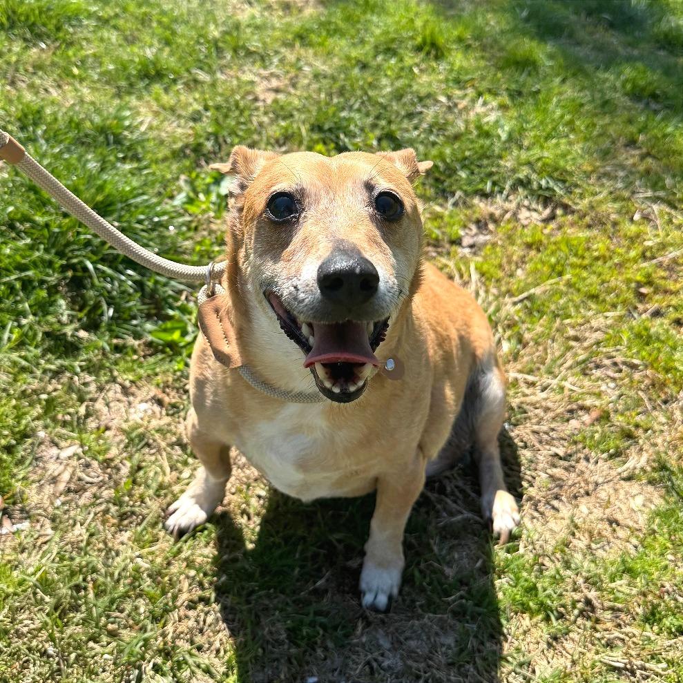 Enlarge Rudy, a Adoptable Mixed Breed in Saint Charles, MO image 4/5