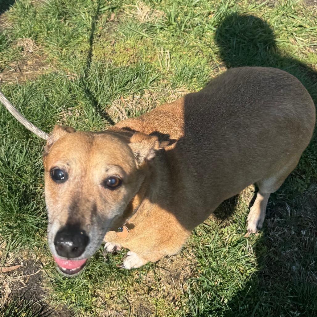 Enlarge Rudy, a Adoptable Mixed Breed in Saint Charles, MO image 5/5