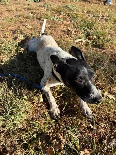 Enlarge Skeeter, a Adoptable Rat Terrier in Mason City, IL image 3/6