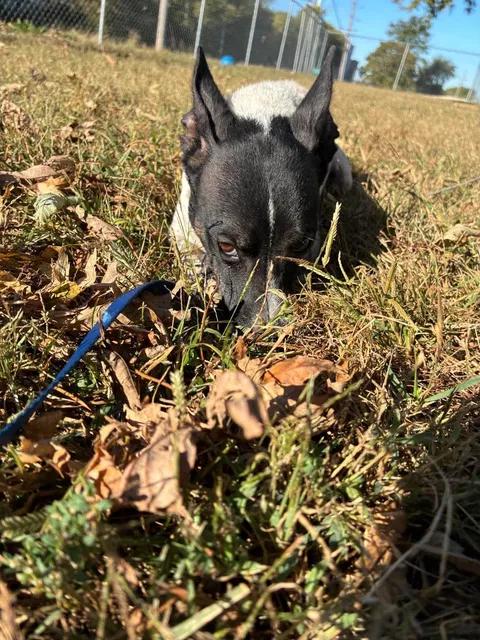 Enlarge Skeeter, a Adoptable Rat Terrier in Mason City, IL image 4/6