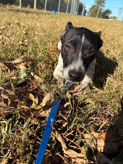 Enlarge Skeeter, a Adoptable Rat Terrier in Mason City, IL image 1/6