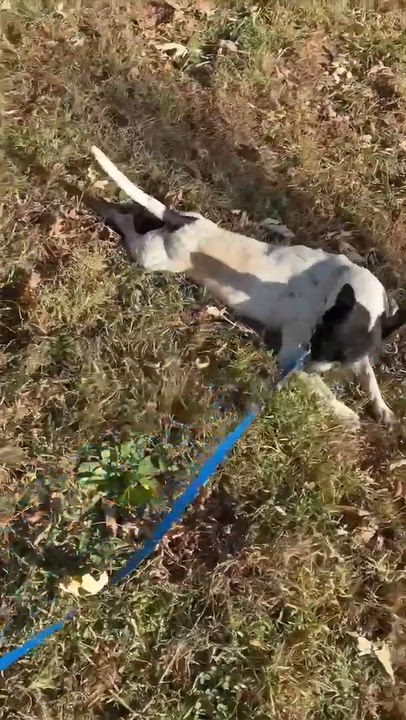 Enlarge Skeeter, a Adoptable Rat Terrier in Mason City, IL video 5/6