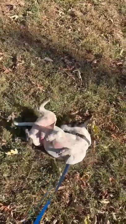 Enlarge Skeeter, a Adoptable Rat Terrier in Mason City, IL video 6/6