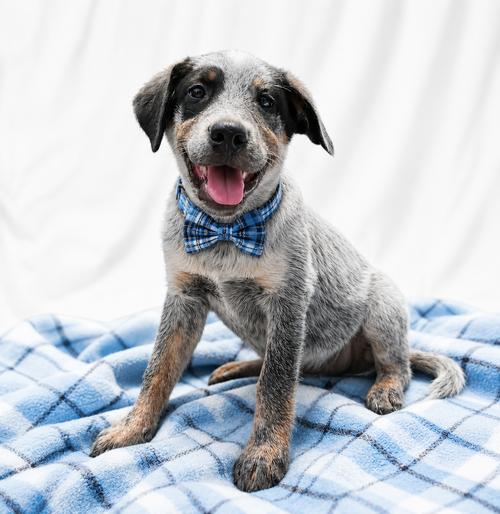 Border Collie Lab Puppy Male, Adoptable, Puppy Male Border Collie & Labrador Retriever.