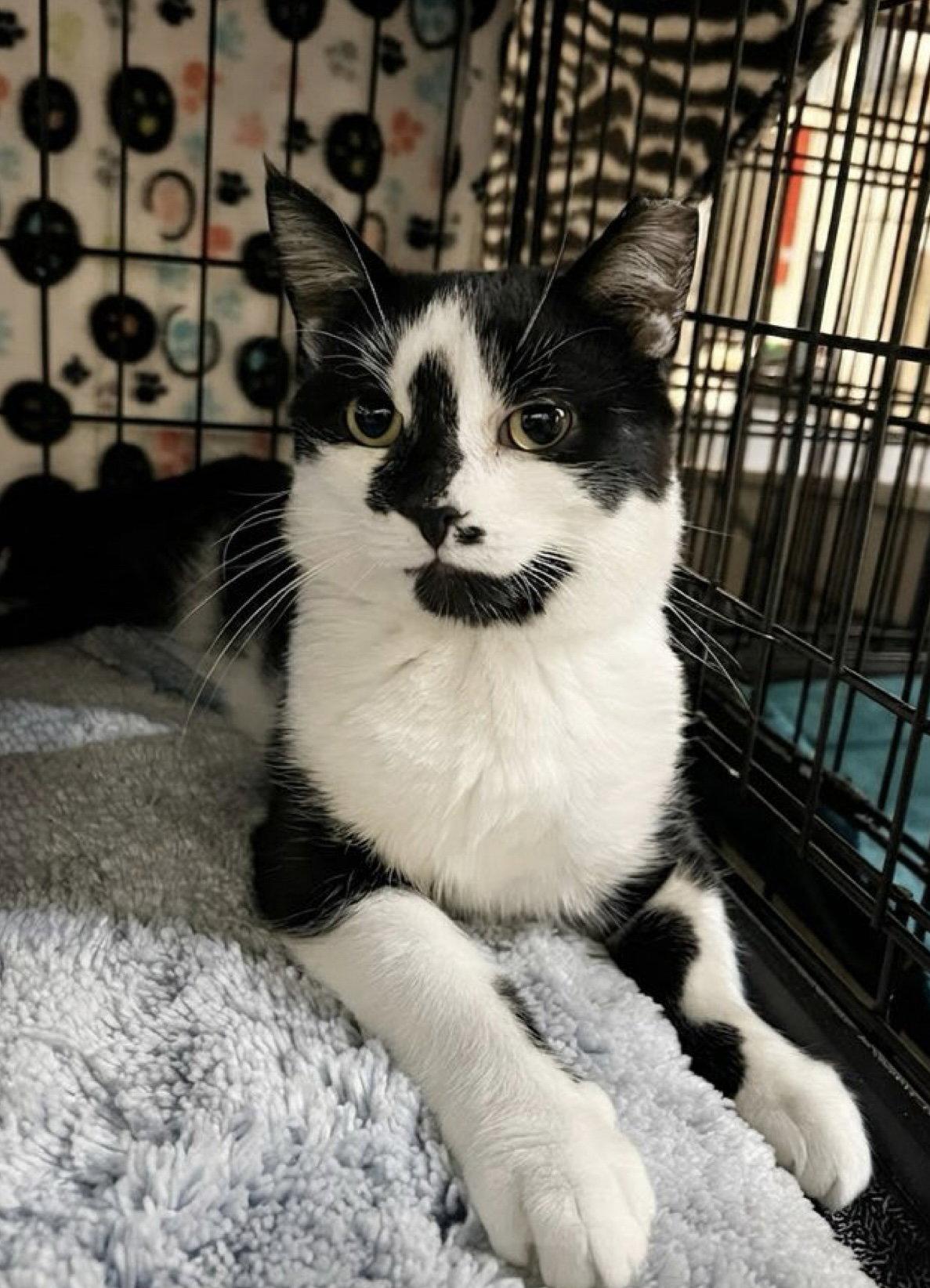 Peter, Adopted, Young Male Domestic Short Hair.