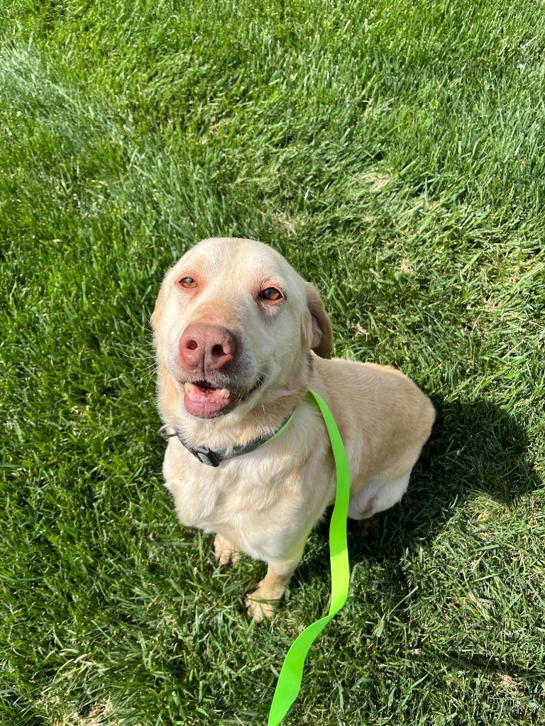 Enlarge Ernie, a Adoptable Labrador Retriever in Mount Gilead, NC image 1/1