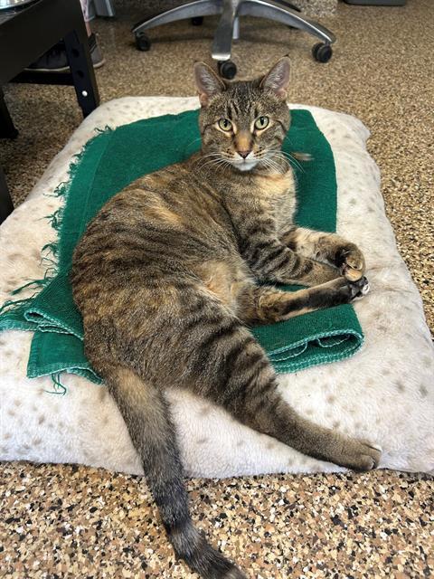 KIT, Adoptable, Adult Female Domestic Short Hair.
