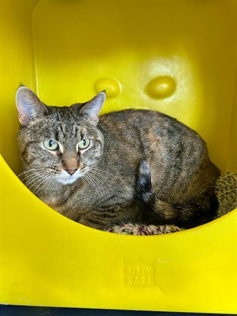 KIT, Adoptable, Adult Female Domestic Short Hair.