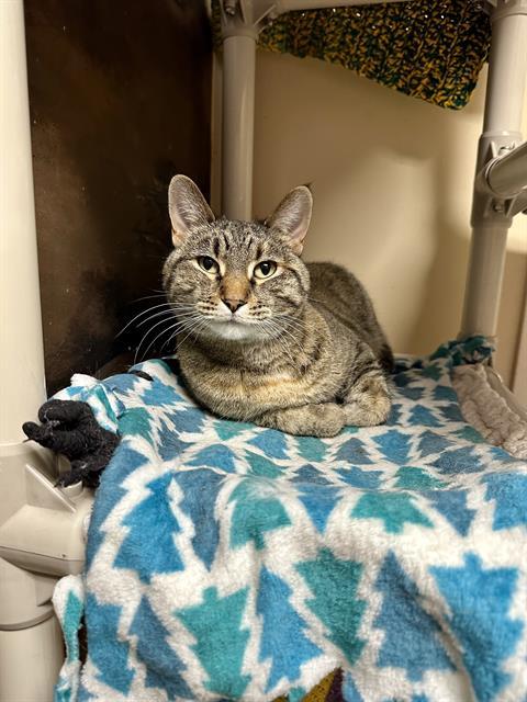 KIT, Adoptable, Adult Female Domestic Short Hair.