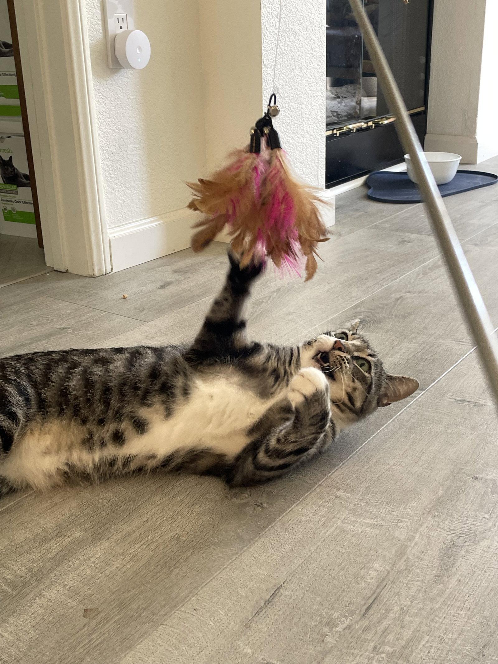 Enlarge Nora, a Adoptable Domestic Short Hair in Oakland, CA image 2/3