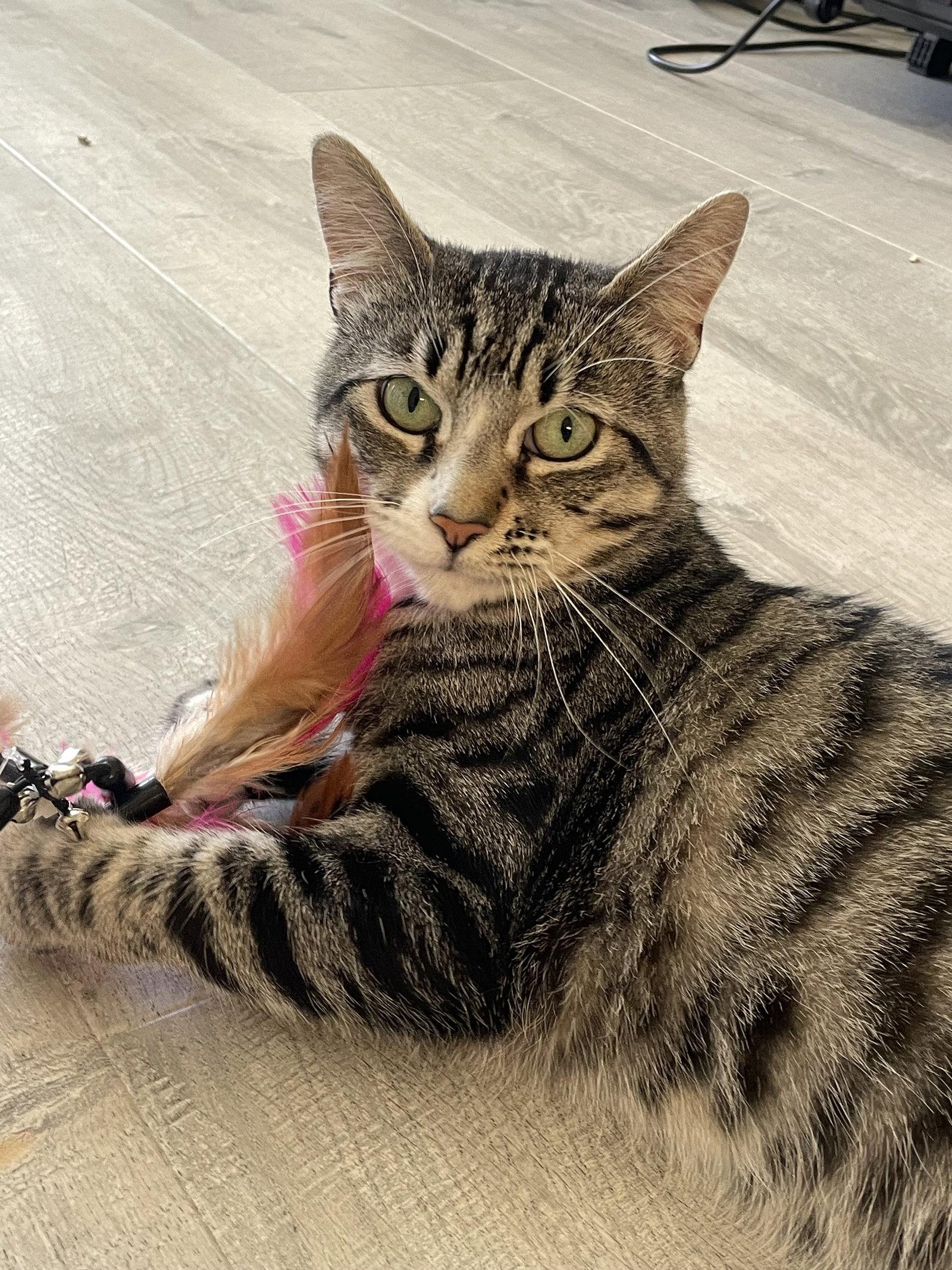 Enlarge Nora, a Adoptable Domestic Short Hair in Oakland, CA image 3/3
