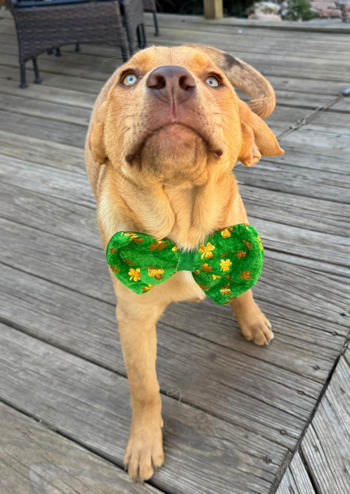 Enlarge Richard Dawson, a ADOPTABLE mixed breed in Kiowa, OK image 4/4