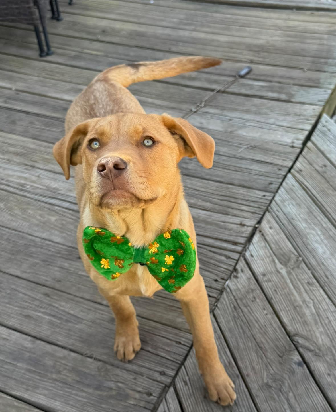 Enlarge Richard Dawson, a ADOPTABLE mixed breed in Kiowa, OK image 2/4