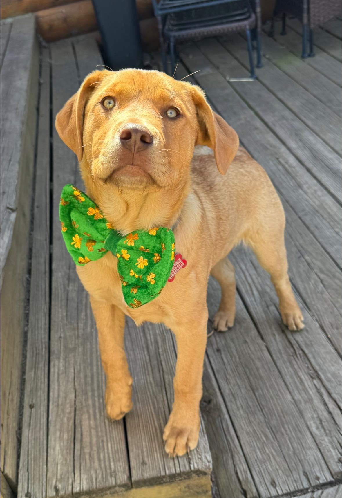 Enlarge Richard Dawson, a ADOPTABLE mixed breed in Kiowa, OK image 1/4