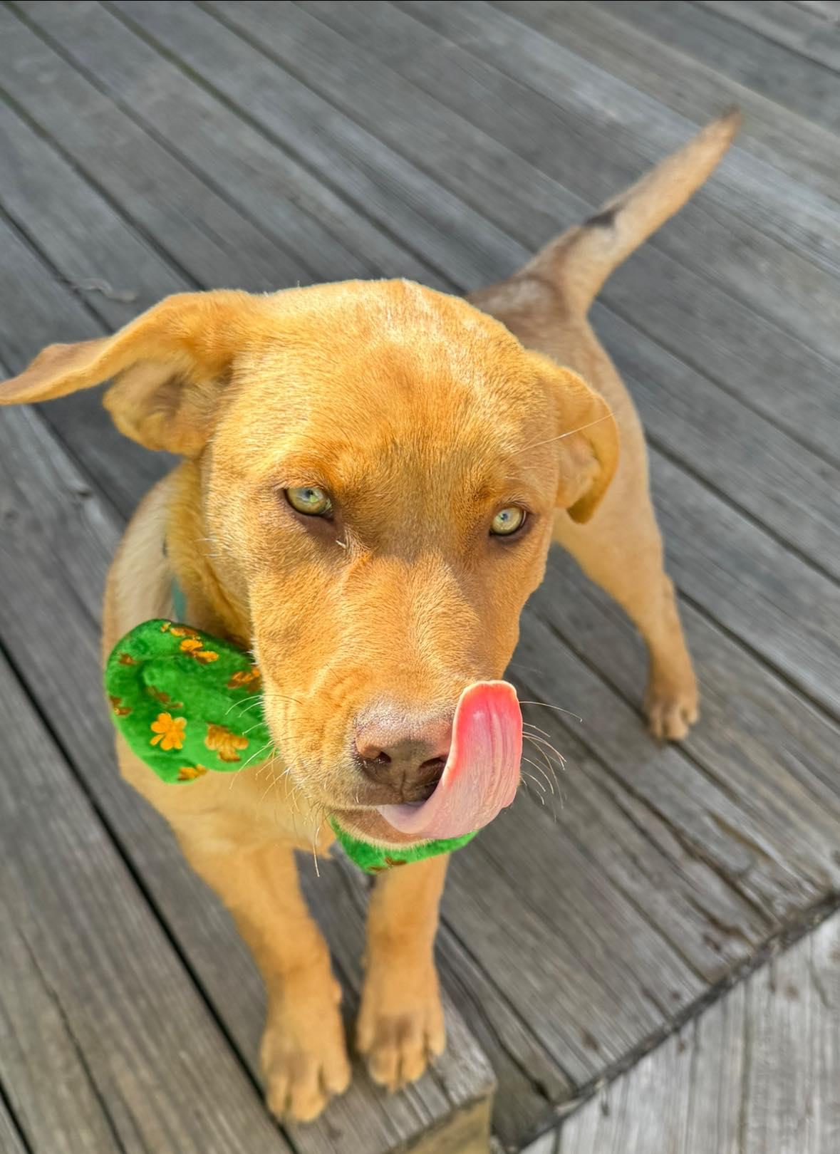 Enlarge Richard Dawson, a ADOPTABLE mixed breed in Kiowa, OK image 3/4