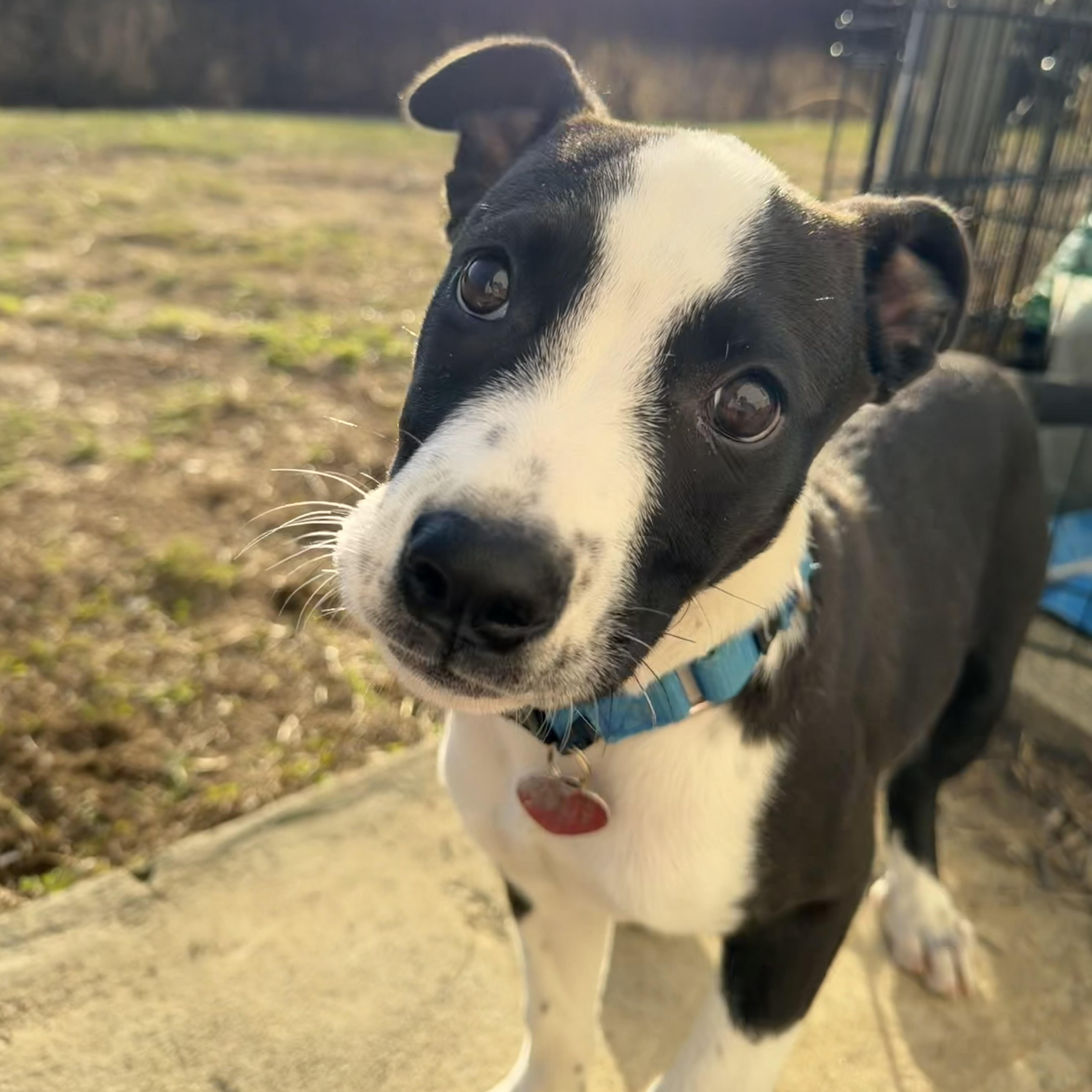 Enlarge Indie, a ADOPTABLE mixed breed in Uxbridge, MA image 1/3