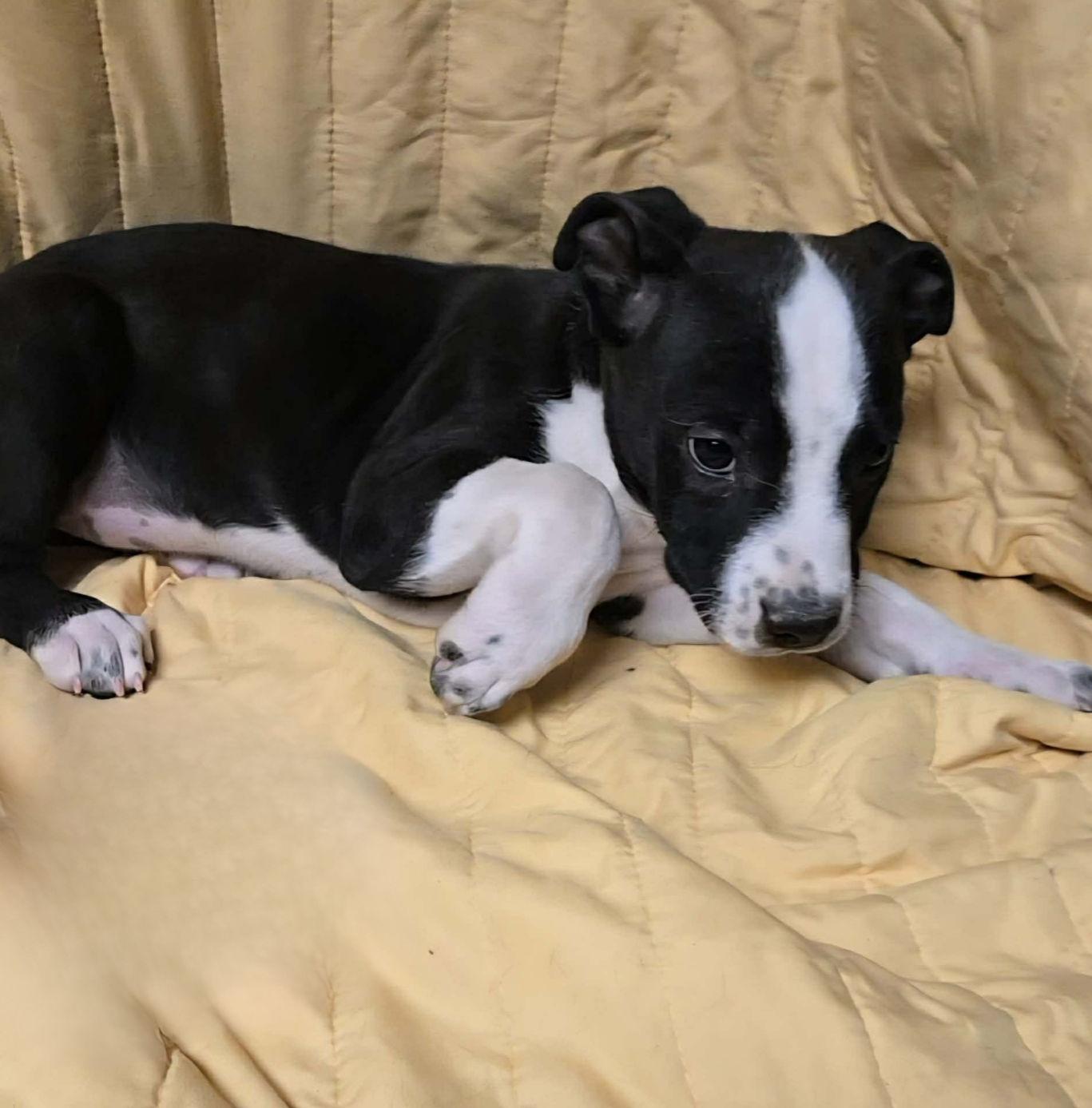 Enlarge Indie, a ADOPTABLE mixed breed in Uxbridge, MA image 1/1