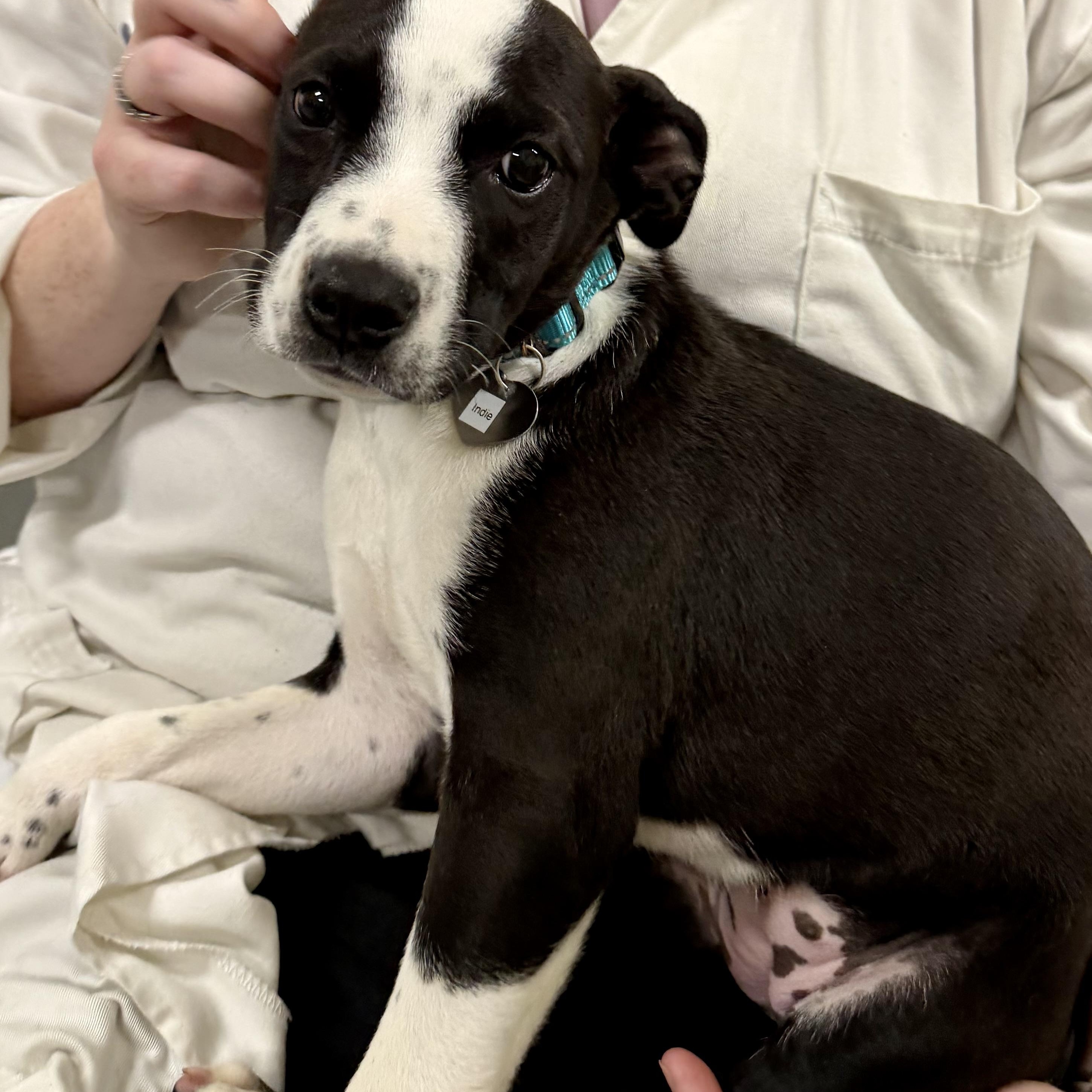 Enlarge Indie, a ADOPTABLE mixed breed in Uxbridge, MA image 2/3