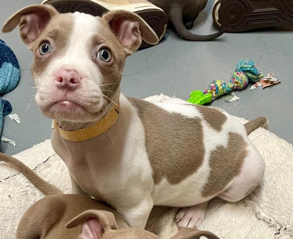 Vernors, Adoptable, Puppy Male Mixed Breed.