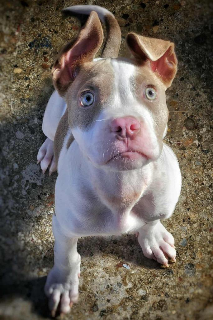 Enlarge Vernors, a Adopted mixed breed in Warren, MI image 1/6