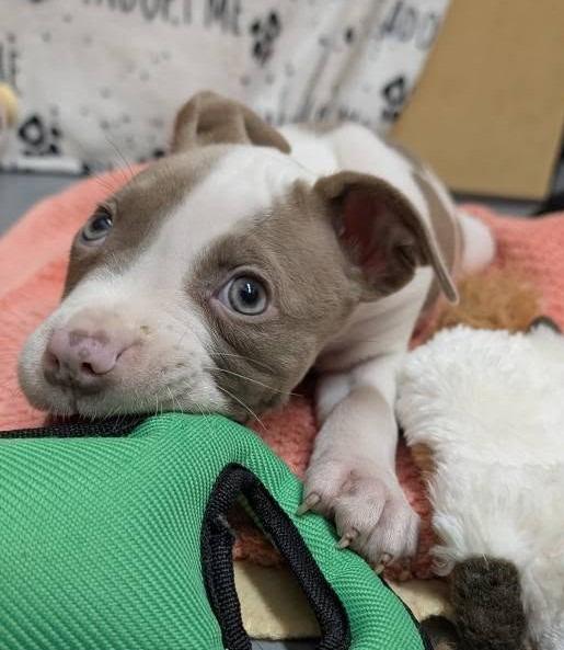 Enlarge Vernors, a Adopted mixed breed in Warren, MI image 2/6