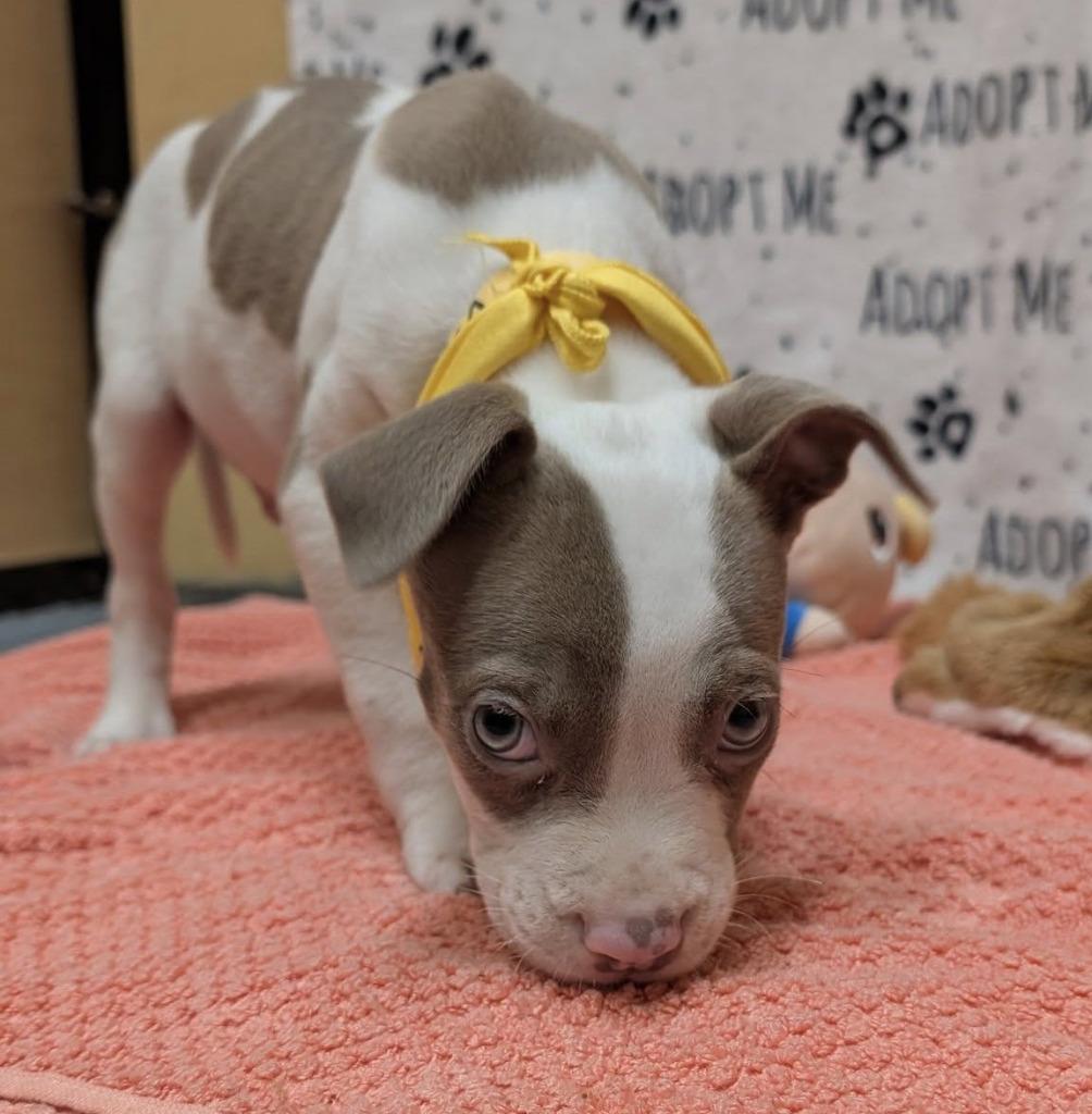 Vernors, a Adoptable mixed breed in Warren, MI image 2/6