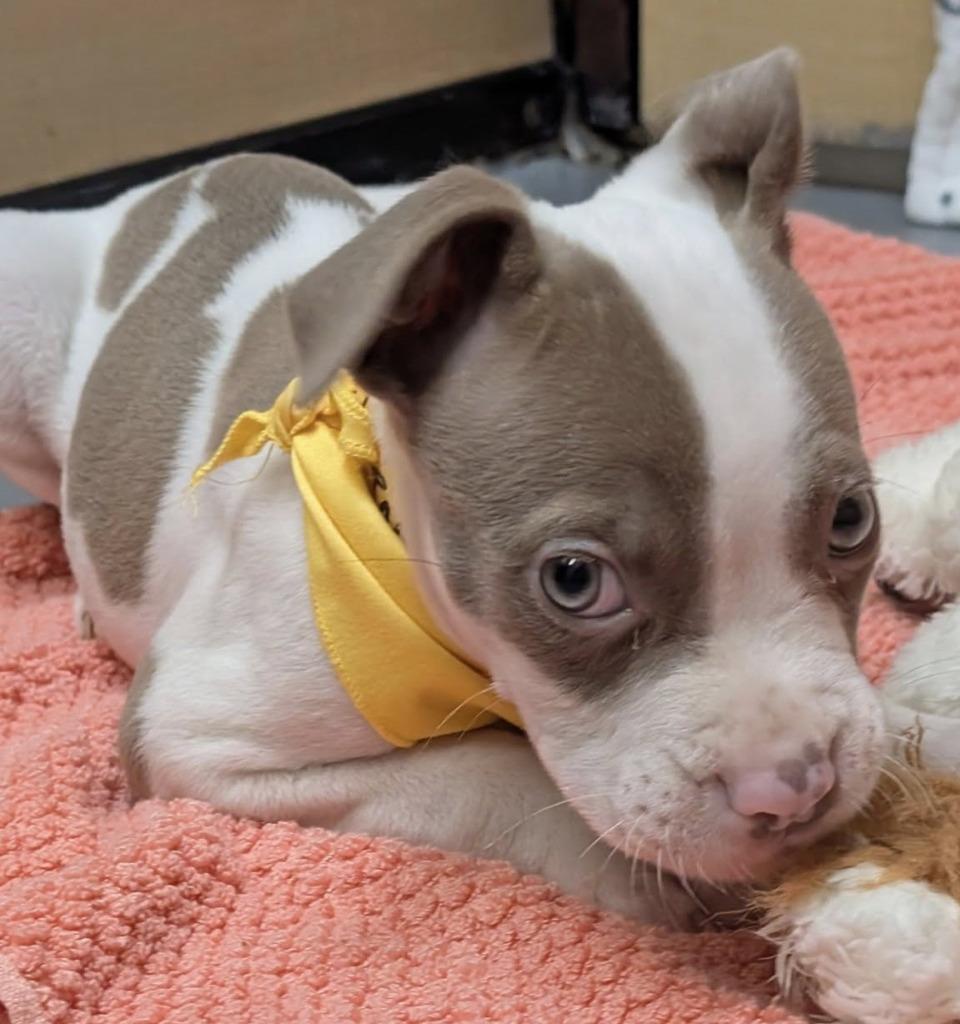 Vernors, a Adoptable mixed breed in Warren, MI image 3/6