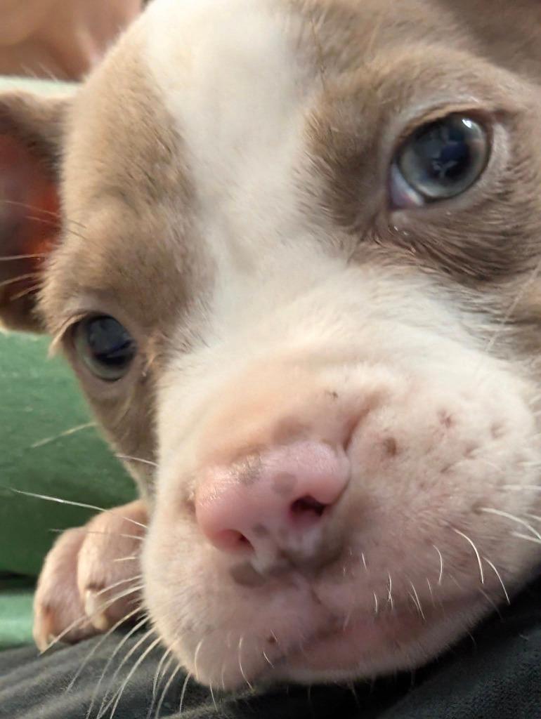 Vernors, a Adoptable mixed breed in Warren, MI image 5/6