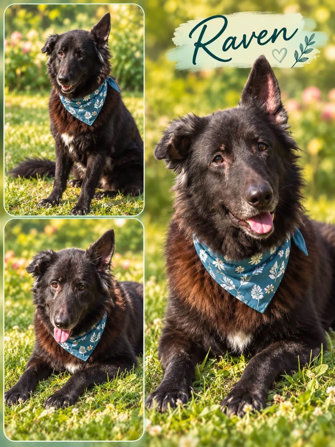 Raven, Adoptable, Adult Female German Shepherd Dog.