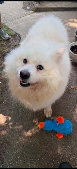 Snowball, Adoptable, Adult Male Samoyed.
