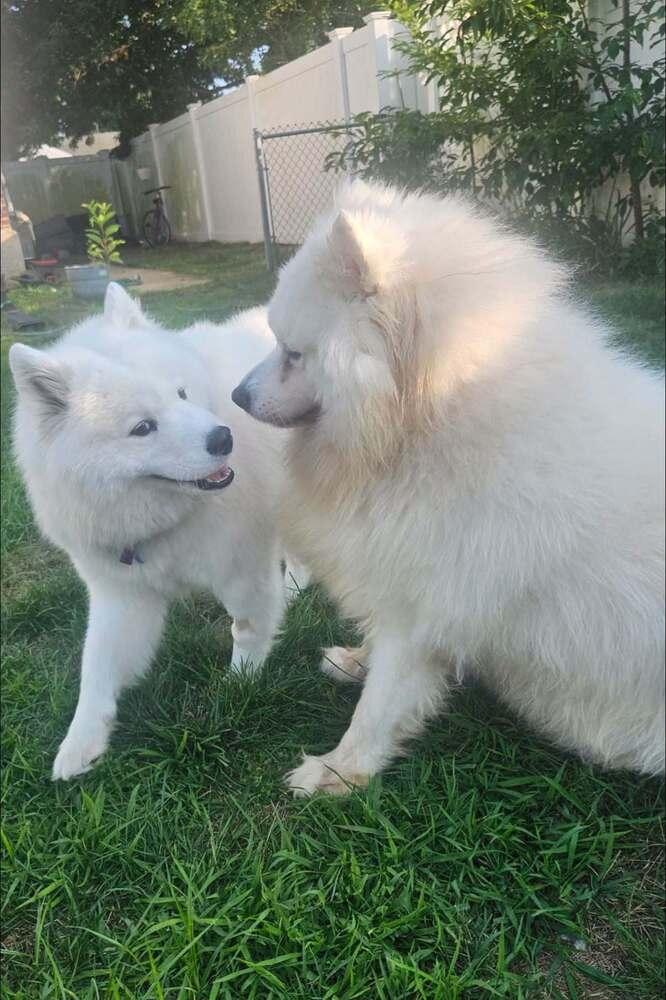 Enlarge Snowball, a Adoptable Samoyed in Huntington, NY image 2/2