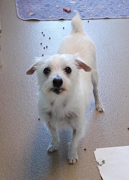 Enlarge Lil Buddy, a Adoptable mixed breed in Pompano Beach, FL image 1/2