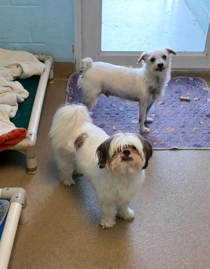 Enlarge Lil Buddy, a Adoptable mixed breed in Pompano Beach, FL image 2/2