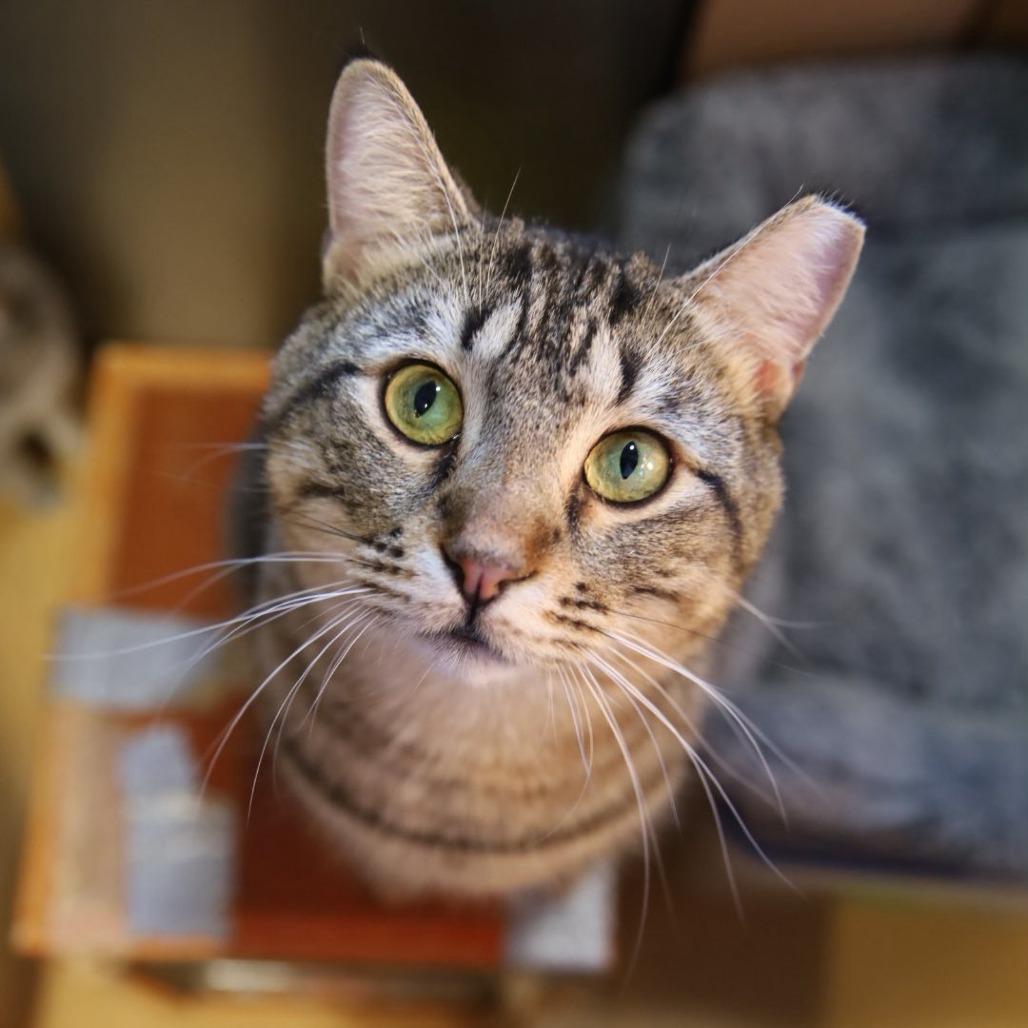 Merlin, Adoptable, Adult Male Domestic Short Hair.