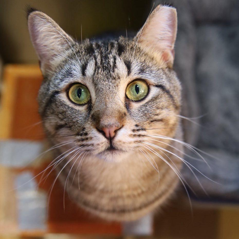 Merlin, a Adoptable Domestic Short Hair in Tulsa, OK image 2/6