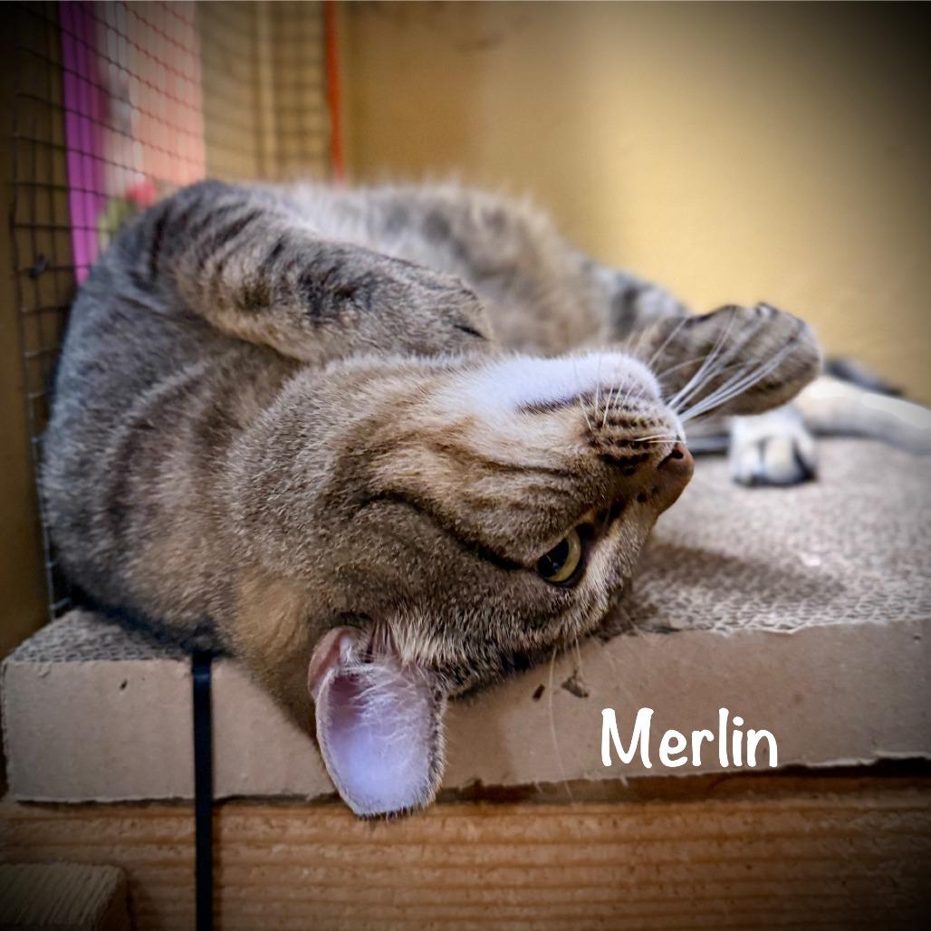 Enlarge Merlin, a Adoptable Domestic Short Hair in Tulsa, OK image 1/4