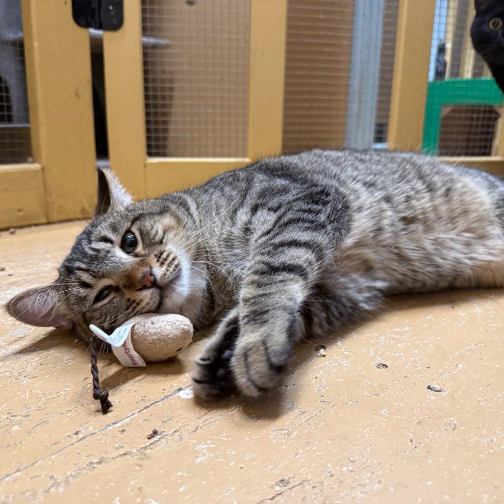 Enlarge Merlin, a Adoptable Domestic Short Hair in Tulsa, OK image 2/4