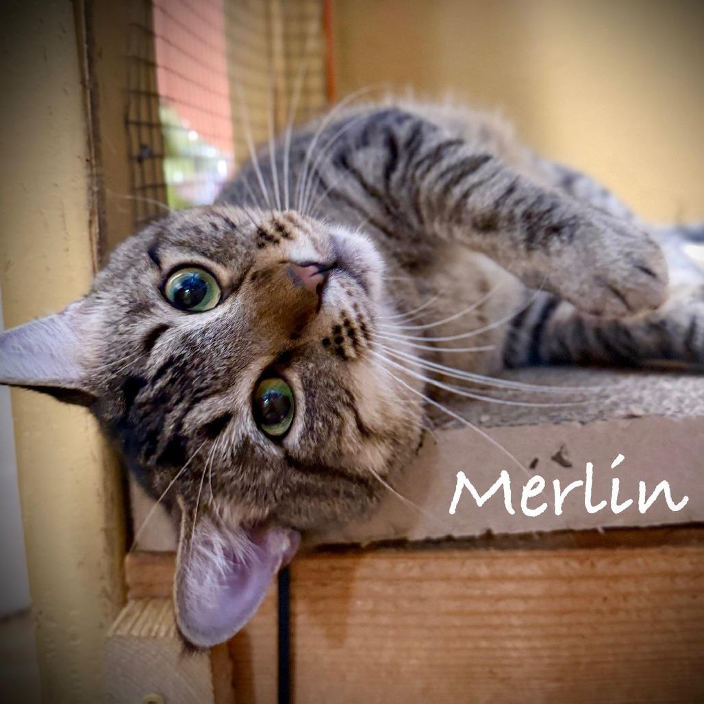 Enlarge Merlin, a Adoptable Domestic Short Hair in Tulsa, OK image 3/4
