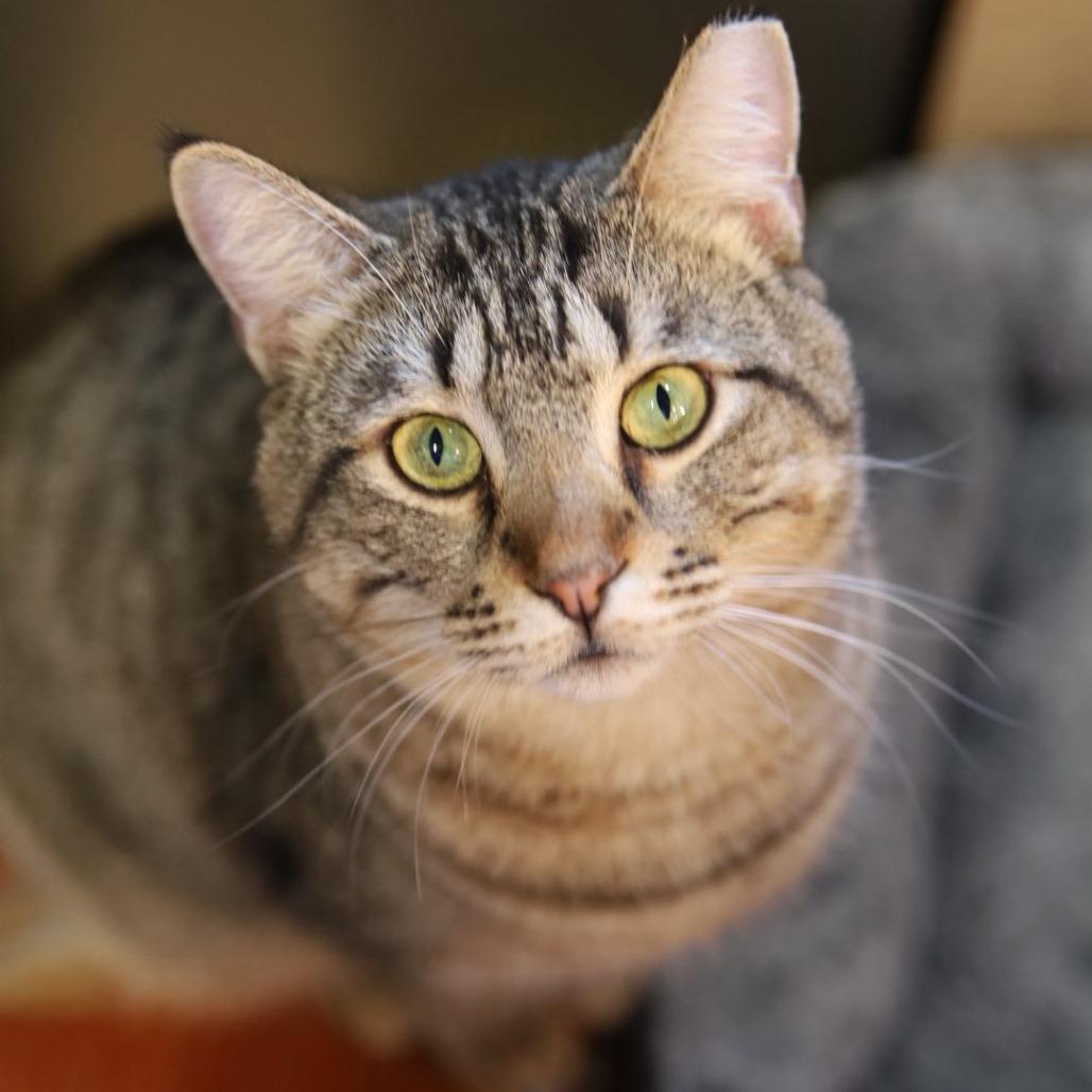 Merlin, a Adoptable Domestic Short Hair in Tulsa, OK image 5/6