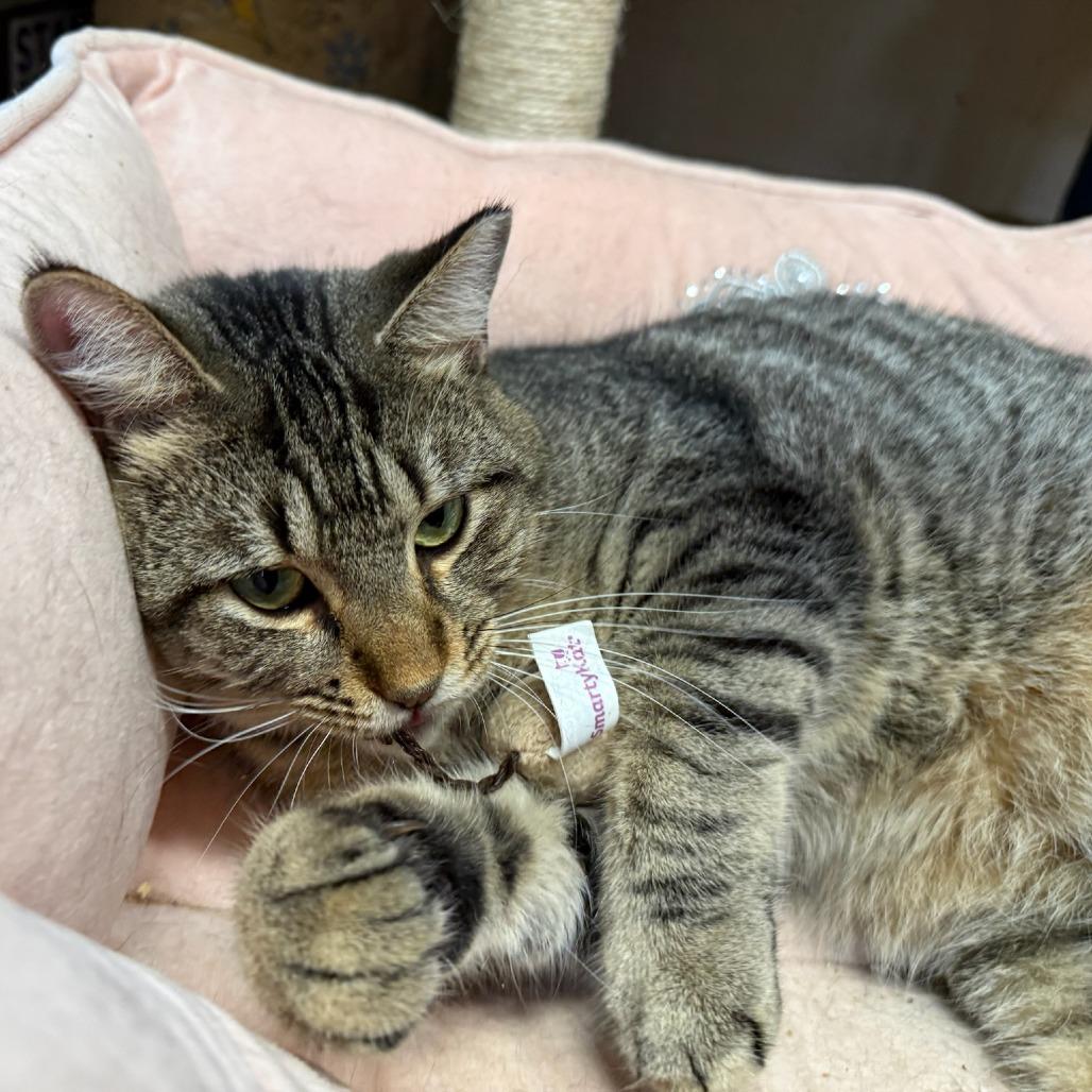 Enlarge Merlin, a Adoptable Domestic Short Hair in Tulsa, OK image 4/4