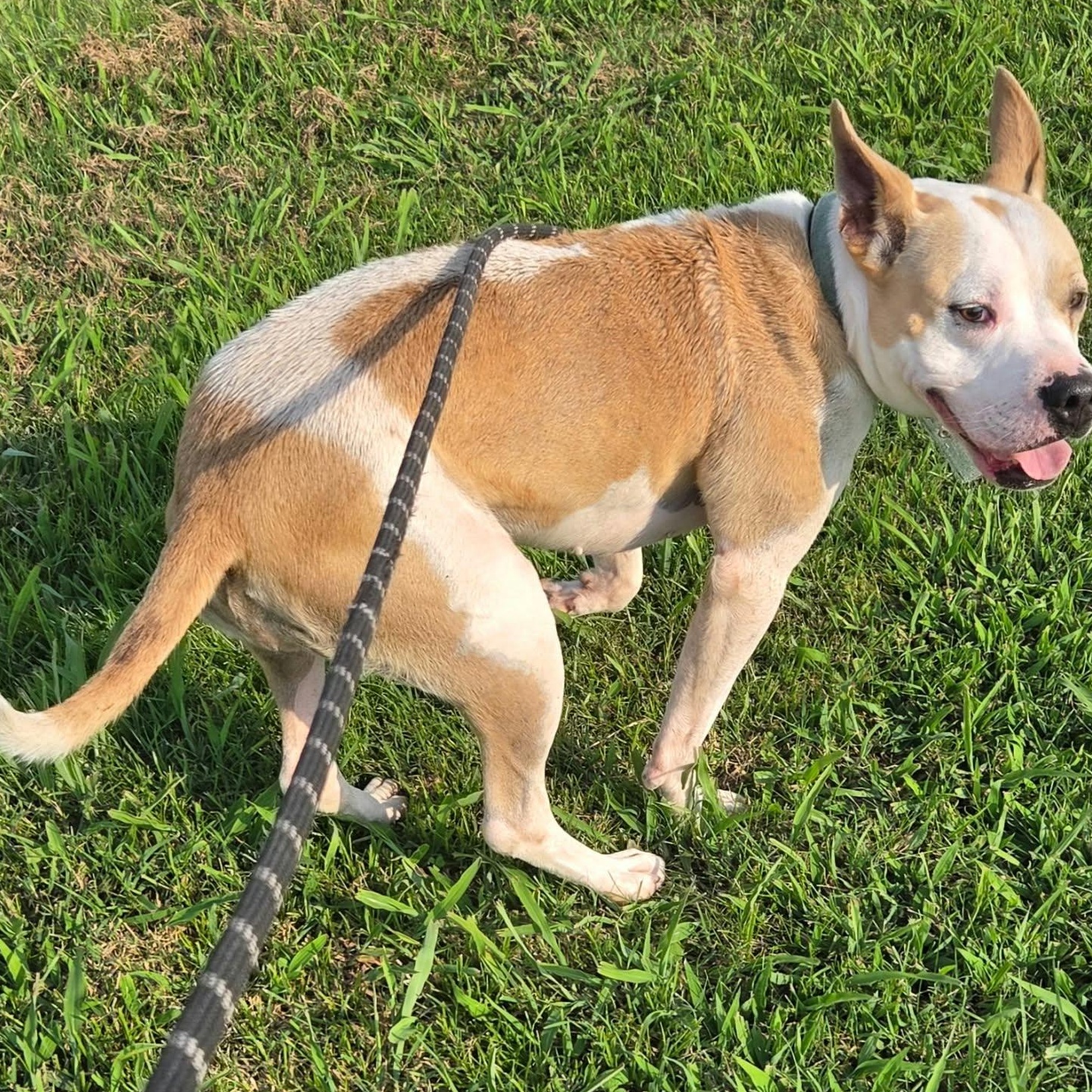 Enlarge Vikki, a Adoptable mixed breed in Petersburg, IN image 3/5
