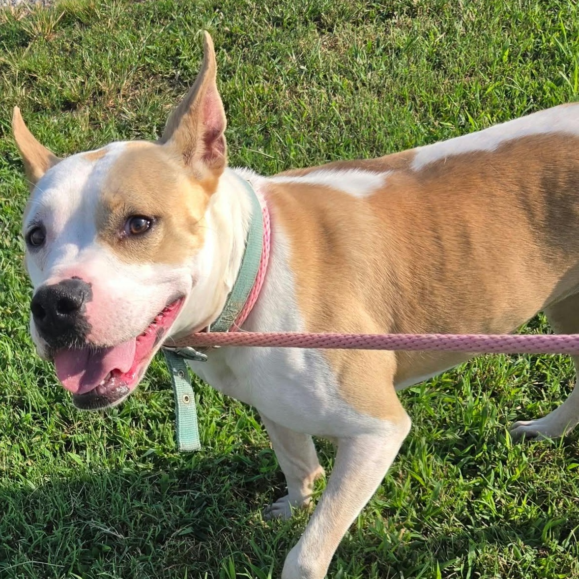 Enlarge Vikki, a Adoptable mixed breed in Petersburg, IN image 4/5