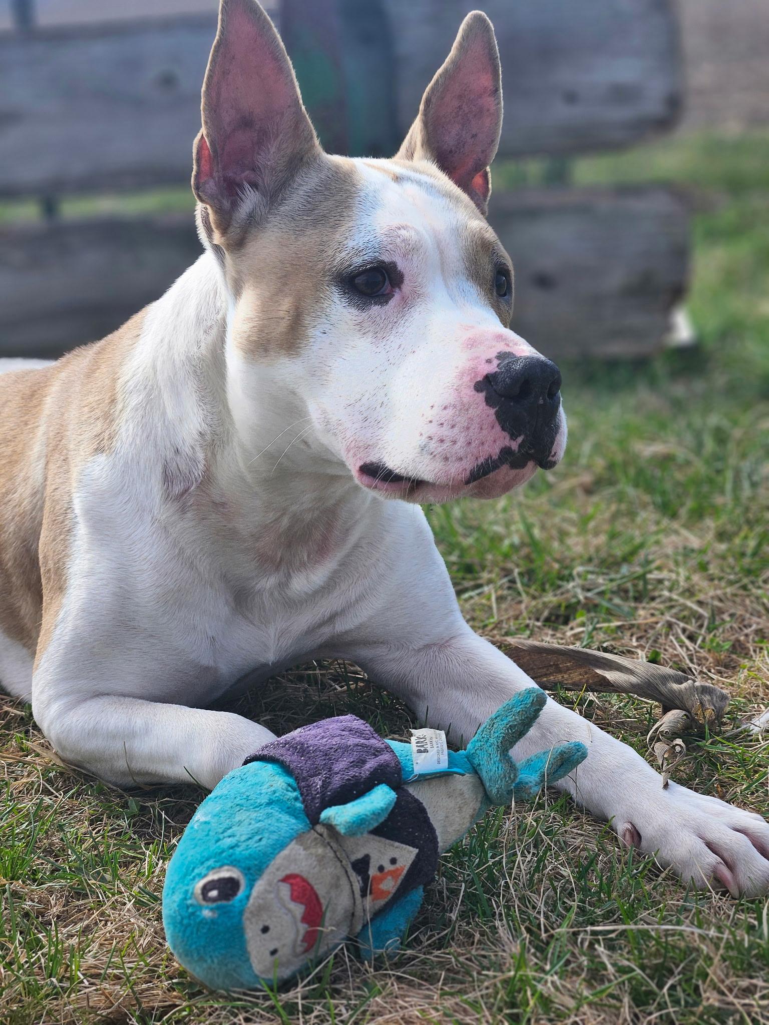 Vikki, an adoptable Pit Bull Terrier Mix in Petersburg, IN_image-1