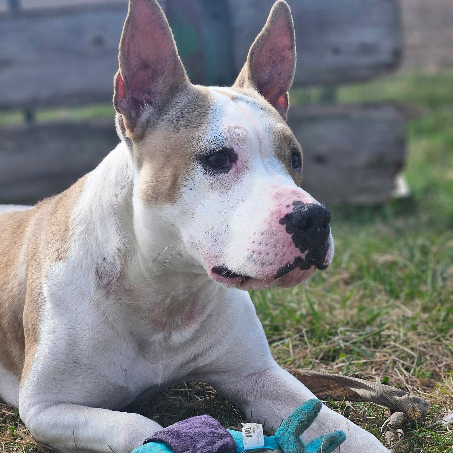 Enlarge Vikki, a Adoptable mixed breed in Petersburg, IN image 1/5