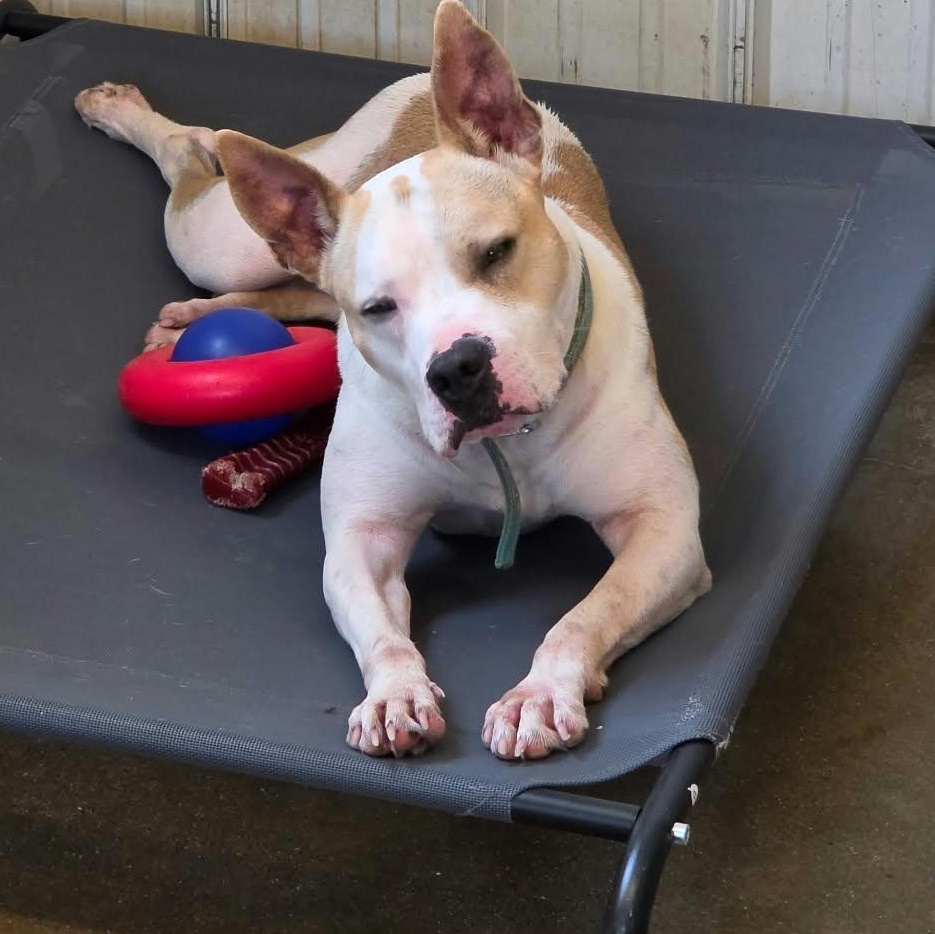Enlarge Vikki, a Adoptable mixed breed in Petersburg, IN image 5/5