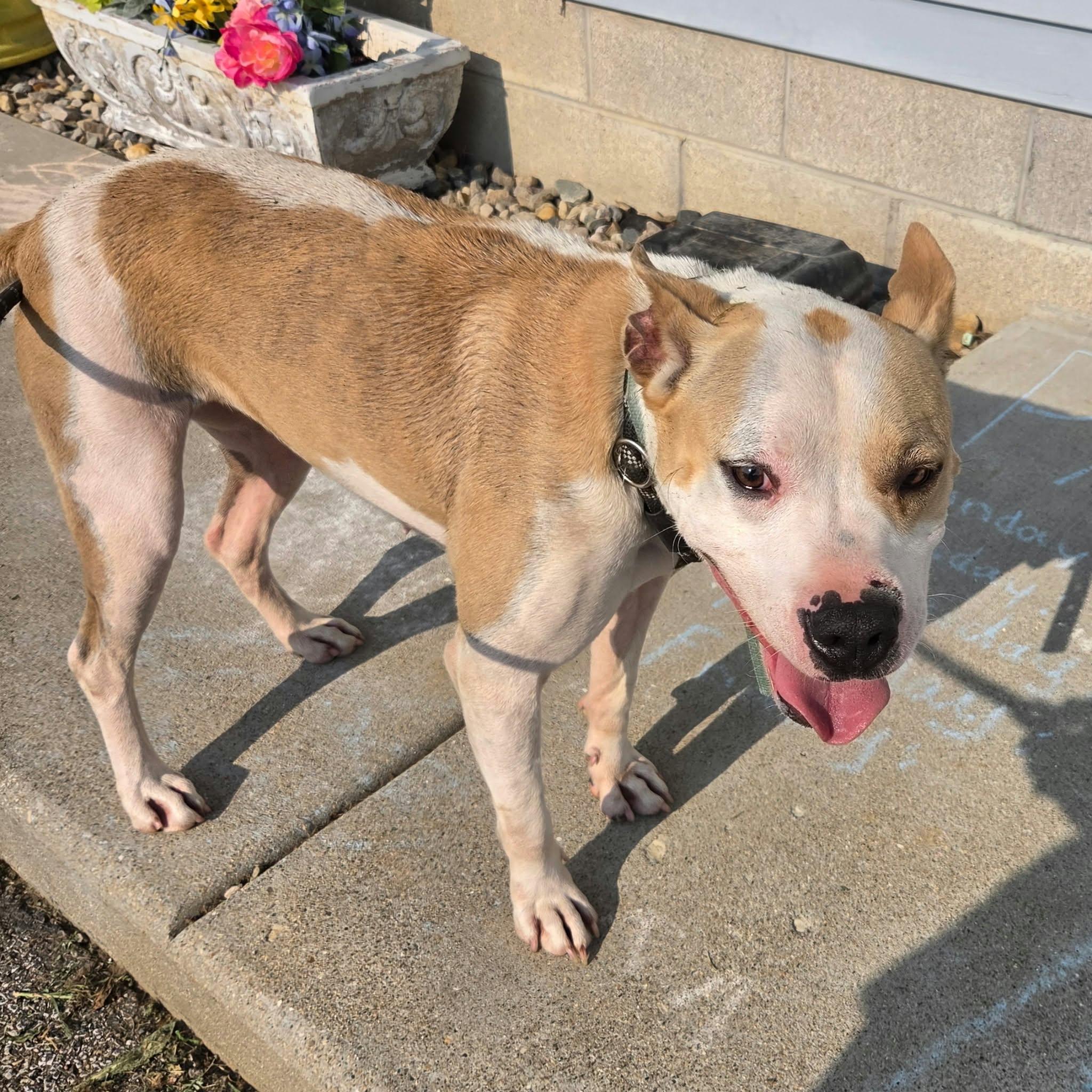 Enlarge Vikki, a Adoptable mixed breed in Petersburg, IN image 2/5