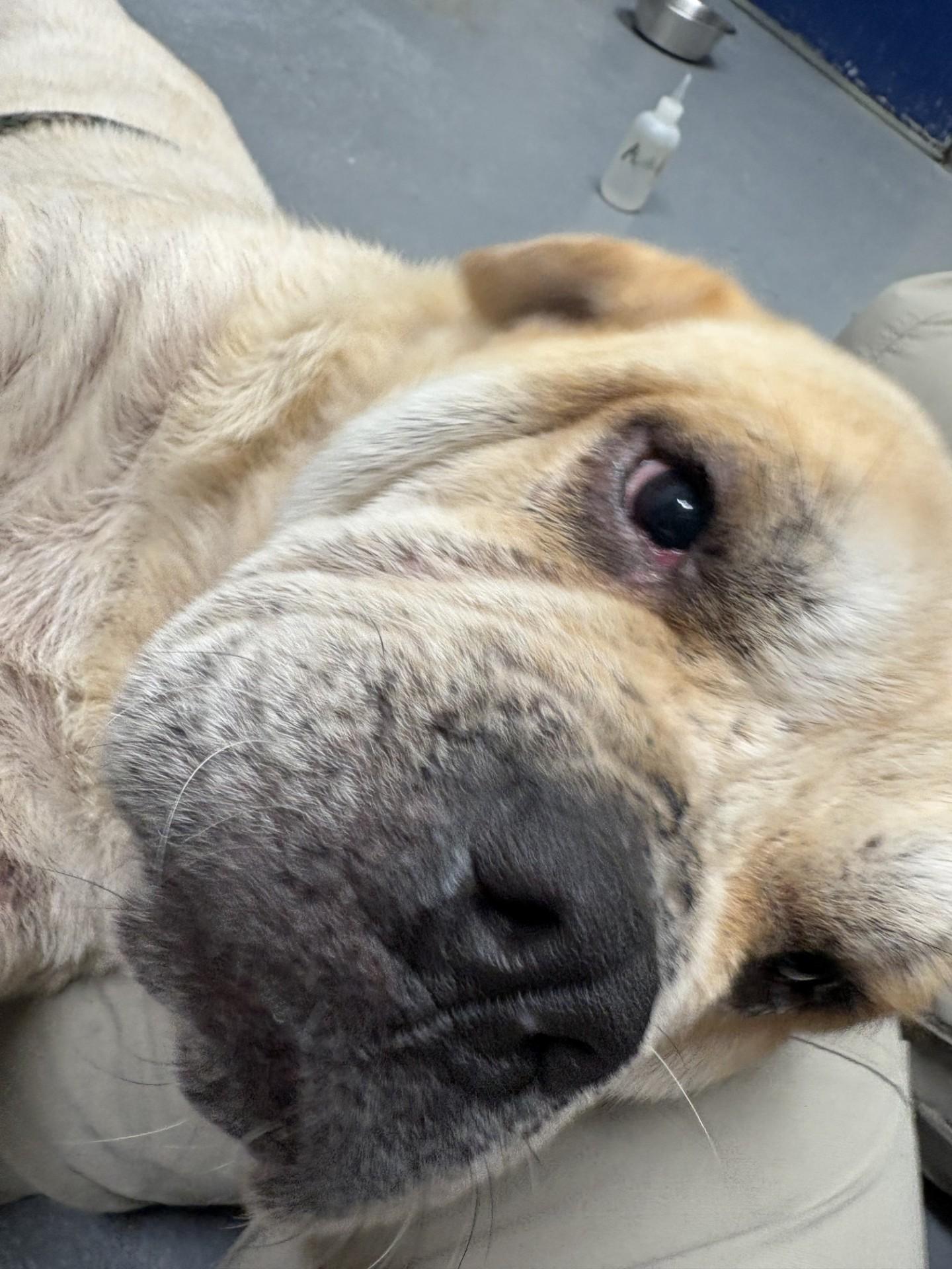 Enlarge Sunshine, a ADOPTABLE mixed breed in Ashland, VA image 3/5