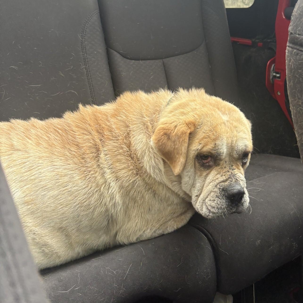 Enlarge Sunshine, a ADOPTABLE mixed breed in Ashland, VA image 5/5